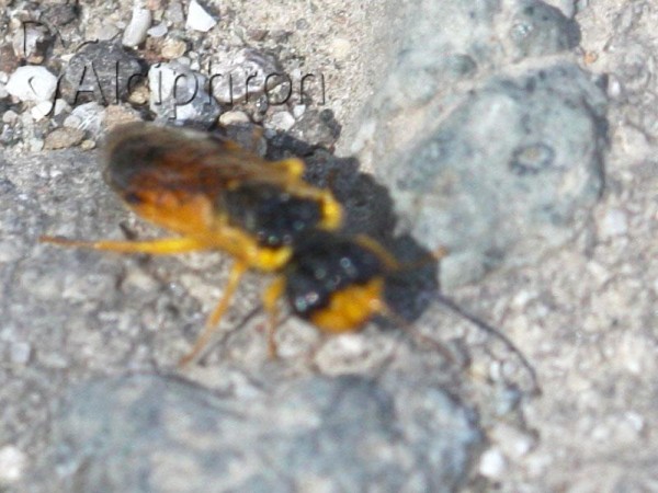 Pamphilius aurantiacus