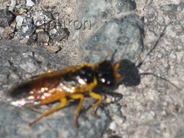 Pamphilius aurantiacus