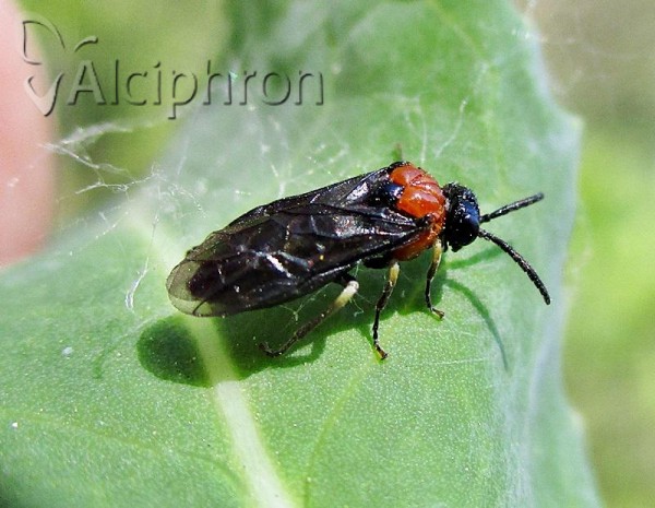 Eutomostethus ephippium