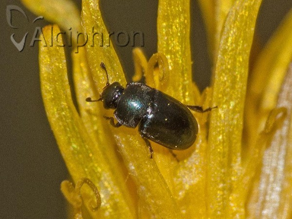 Brassicogethes aeneus