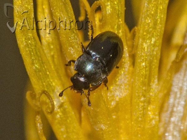 Brassicogethes aeneus