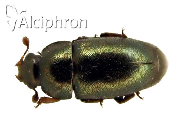 Brassicogethes aeneus