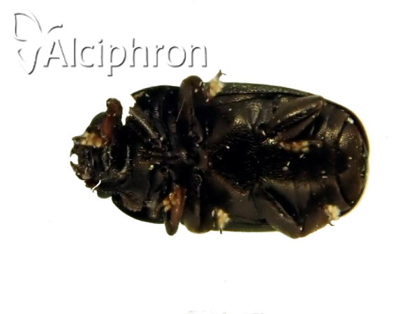 Brassicogethes aeneus