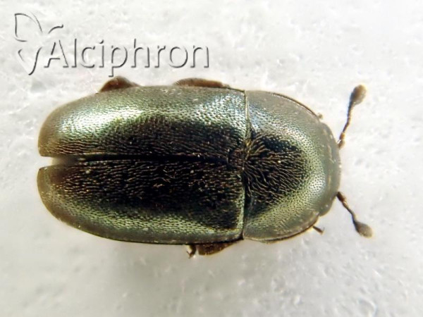 Meligethes coeruleovirens