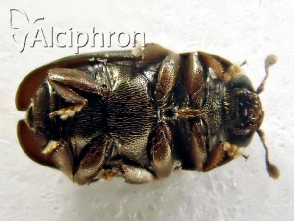 Meligethes coeruleovirens
