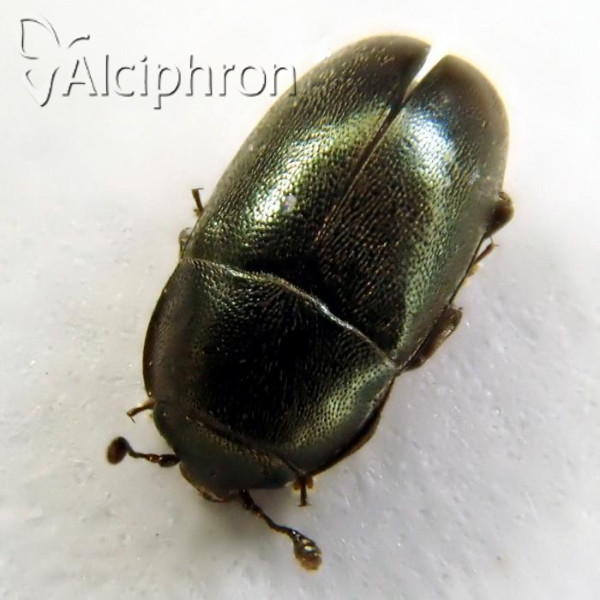Meligethes coeruleovirens