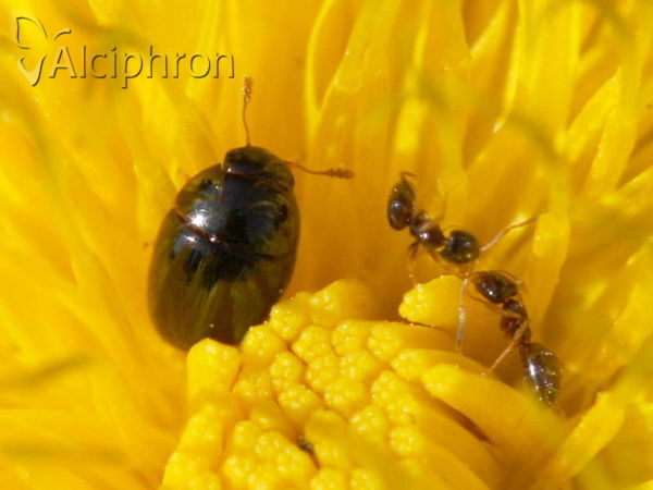 Meligethes denticulatus