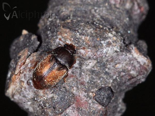 Epuraea melanocephala