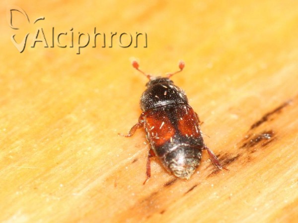 Urophorus rubripennis