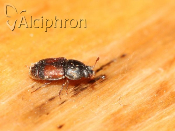 Urophorus rubripennis