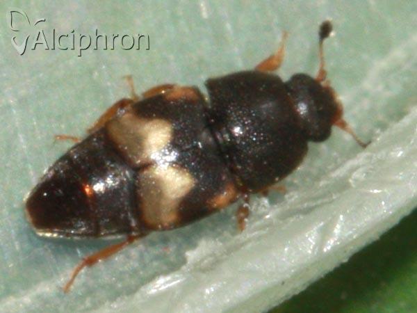 Carpophilus hemipterus