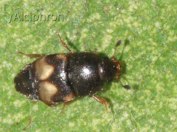 Carpophilus hemipterus