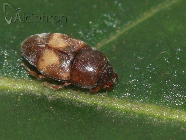 Carpophilus hemipterus