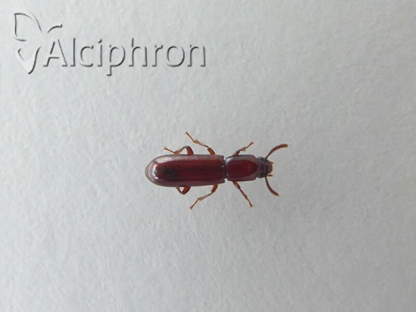 Pityophagus ferrugineus