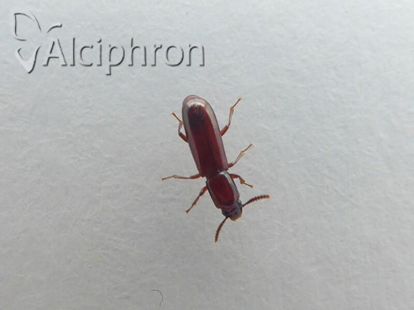 Pityophagus ferrugineus