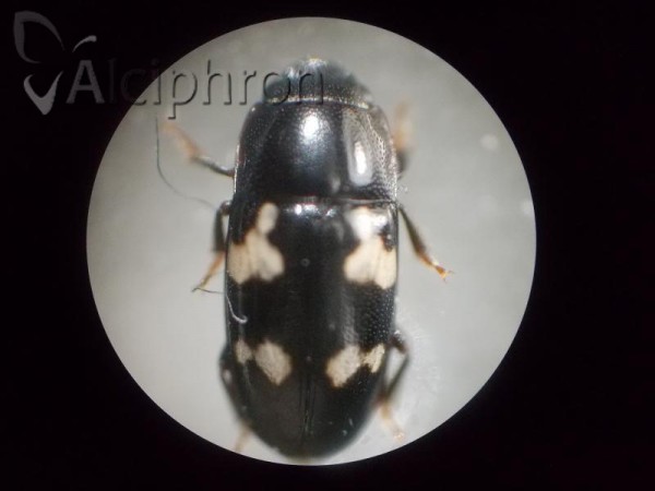 Glischrochilus quadriguttatus
