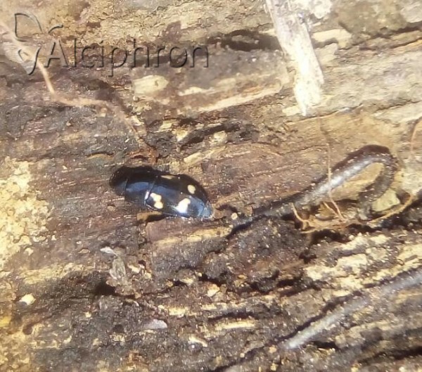 Glischrochilus quadriguttatus