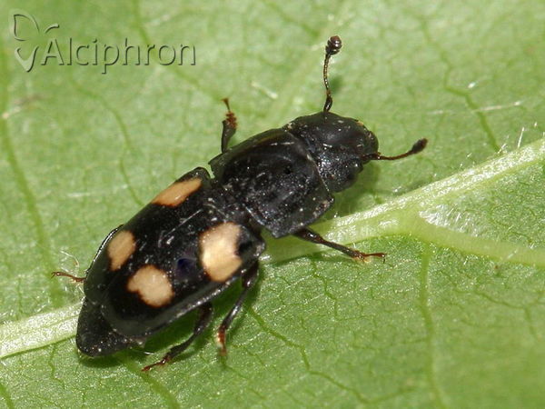 Glischrochilus quadripunctatus