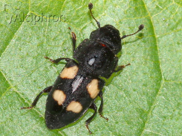 Glischrochilus quadripunctatus