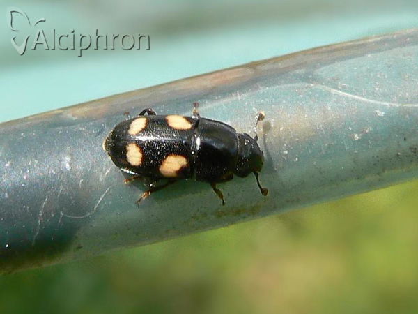 Glischrochilus quadripunctatus