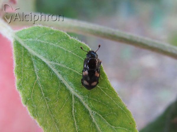 Glischrochilus quadripunctatus