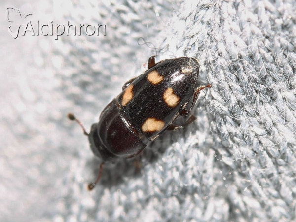 Glischrochilus quadrisignatus