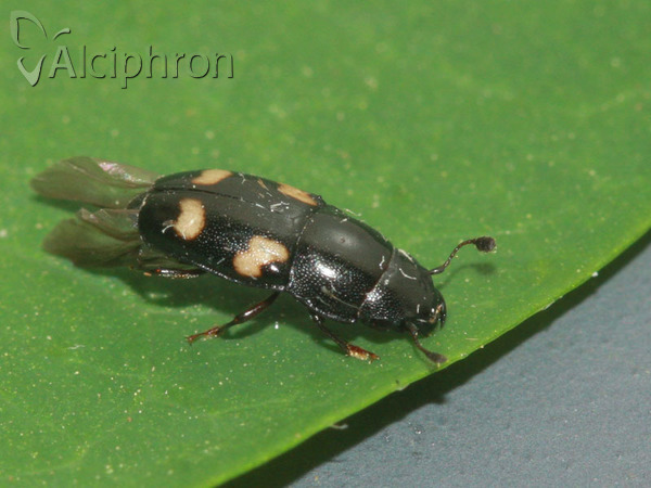Glischrochilus quadrisignatus