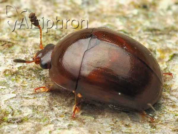 Cyllodes ater