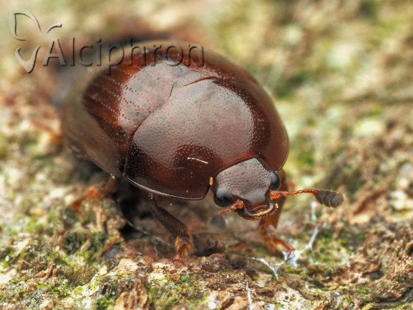 Cyllodes ater