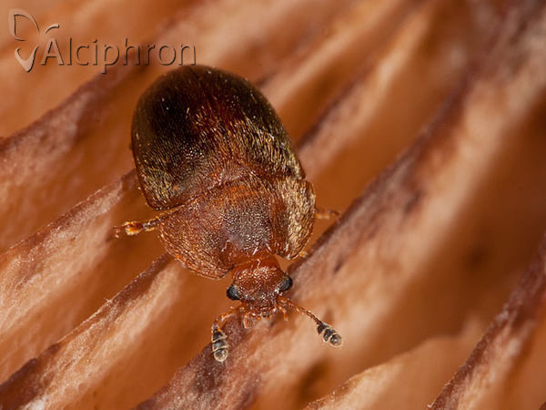 Cychramus luteus