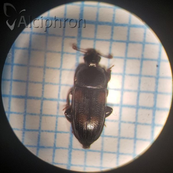 Ipidia binotata