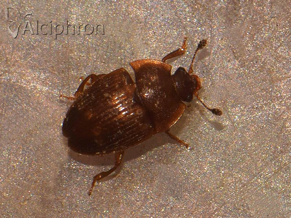 Stelidota geminata
