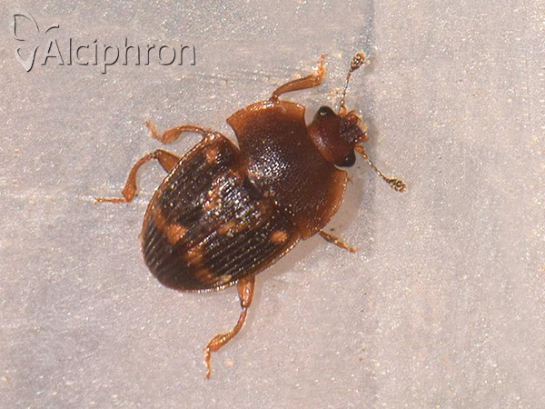 Stelidota geminata