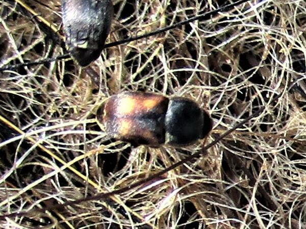 Nitidula carnaria