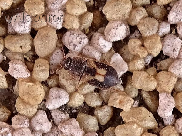 Nitidula flavomaculata