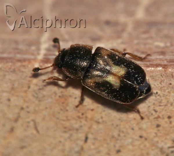Nitidula flavomaculata