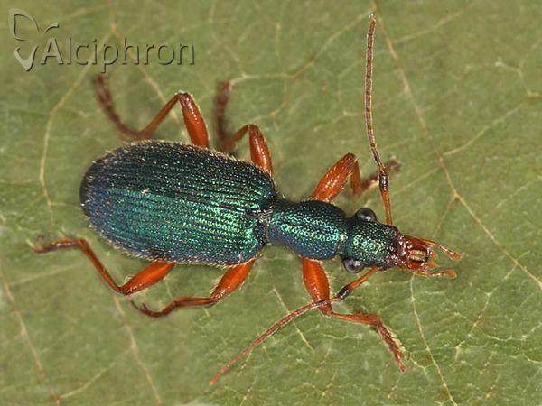 Drypta dentata
