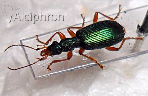 Drypta dentata