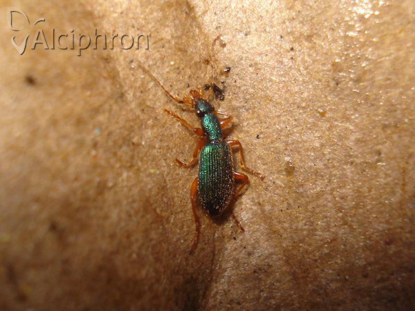 Drypta dentata