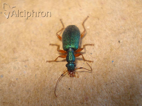 Drypta dentata