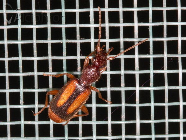 Polistichus connexus