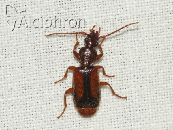 Polistichus connexus