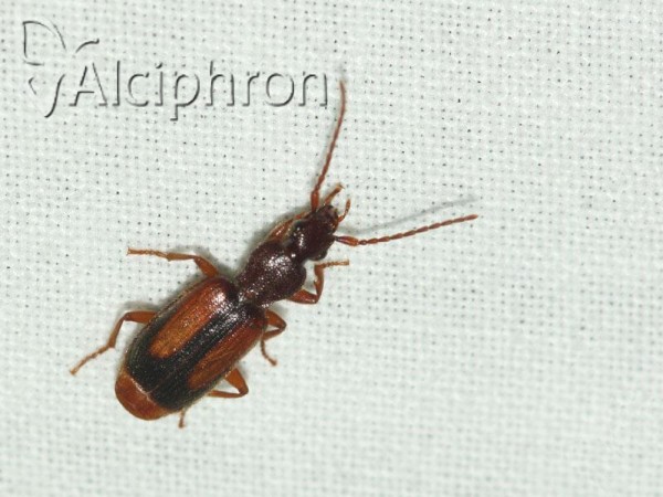 Polistichus connexus