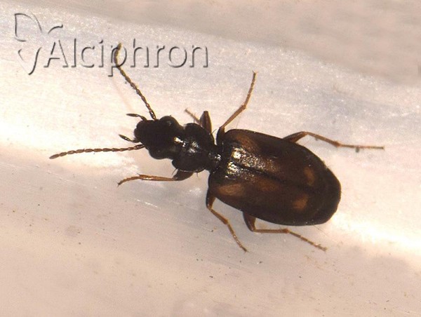 Syntomus obscuroguttatus
