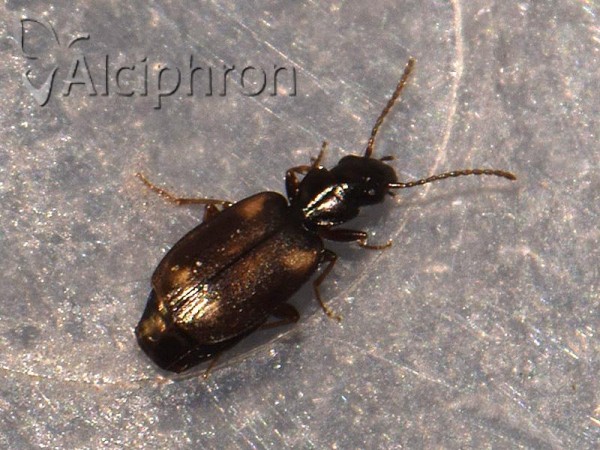 Syntomus obscuroguttatus