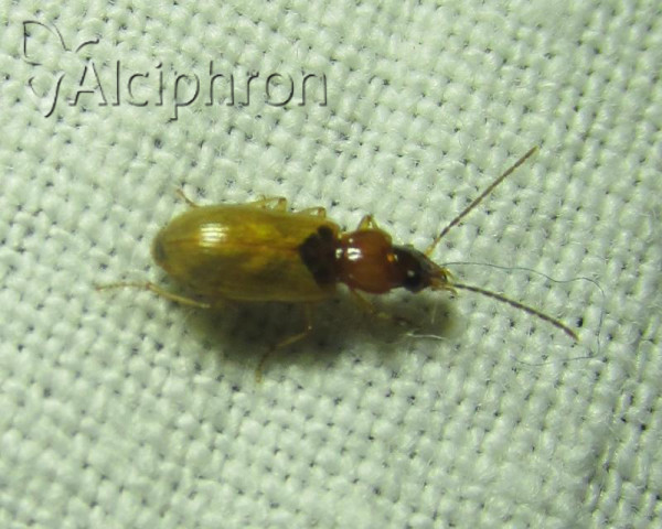 Philorhizus melanocephalus