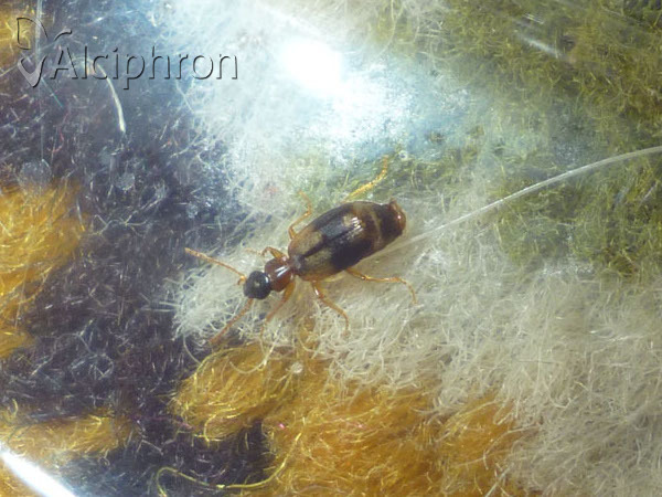 Philorhizus notatus