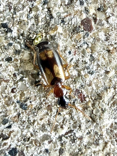 Philorhizus quadrisignatus