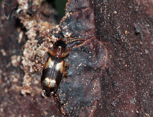 Calodromius bifasciatus