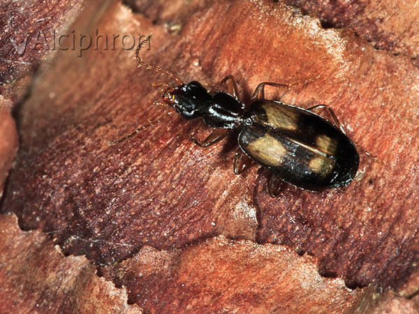 Calodromius spilotus